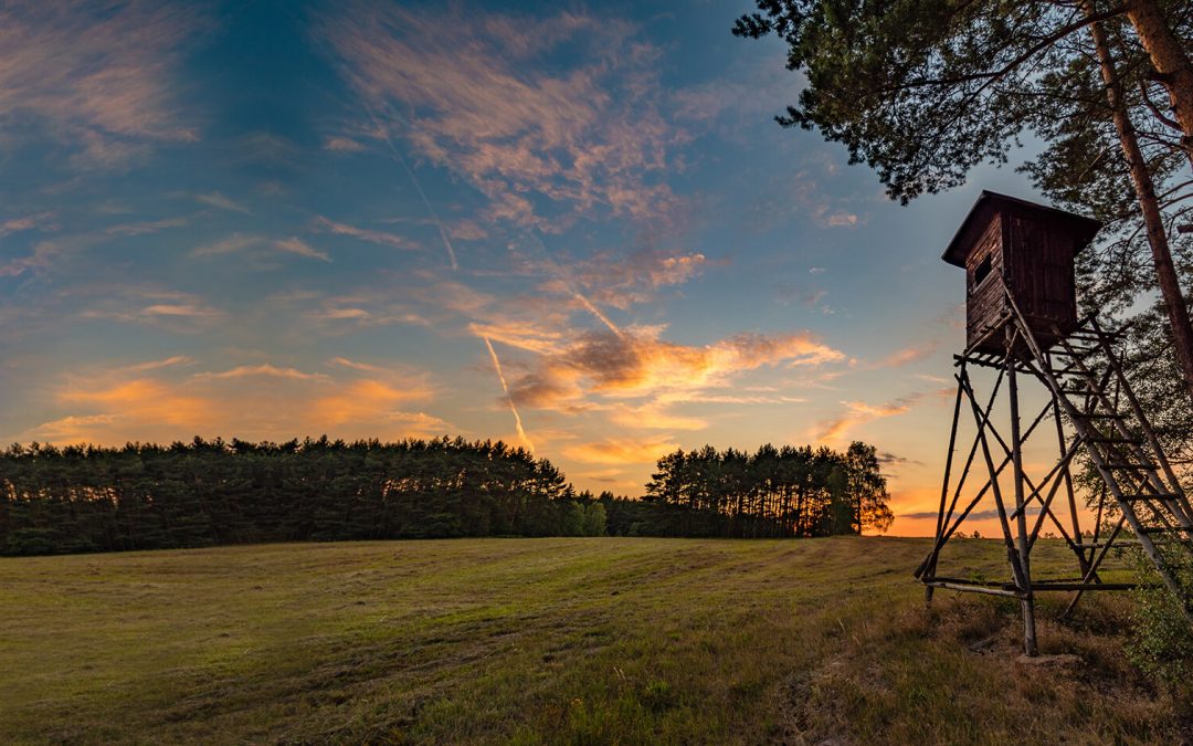 How to Attract and Retain Deer on Your Property Year-Round