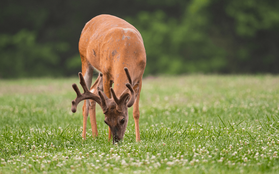 How Summer Feeding with Buck Grits Sets the Stage for Fall Success