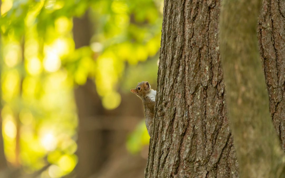 When a “Monster Buck” Turns Out to Be… a Squirrel