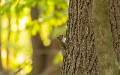 When a “Monster Buck” Turns Out to Be… a Squirrel