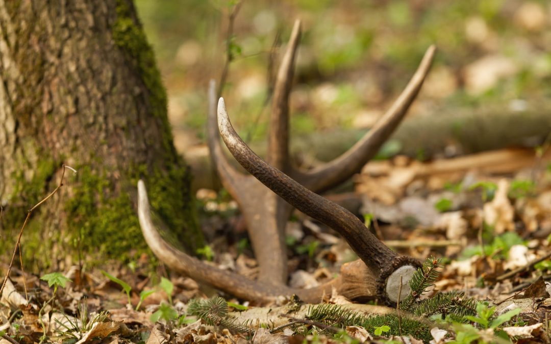 Deer Shed Hunting Guide: Tips for Discovering Wild Treasures
