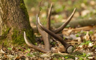 Deer Shed Hunting Guide: Tips for Discovering Wild Treasures