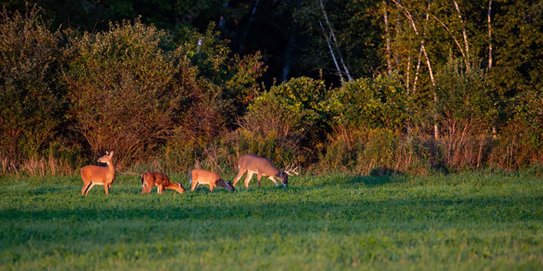 Whitetail Deer Feeders – How to Choose